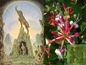 Capricorn i la Mareselva
