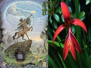 sagitari i la flor de lis