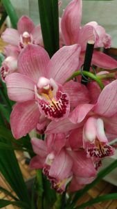 cymbidium rosa