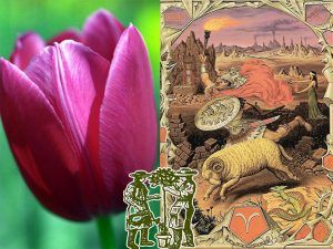 Aries i la Tulipa