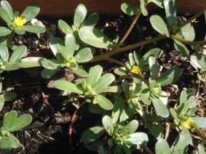 Portulacus Oleracia
