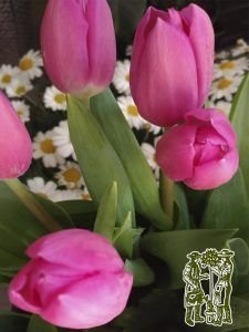primavera