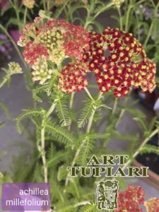 achilea millefolium